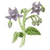 borage plant